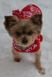 Yorkie